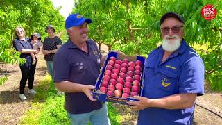 Introducing Lowana Fruits Stone fruit grower in the Riverland South Australia [upl. by Lally]