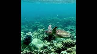 Calm guam Turtle [upl. by Nueoras]