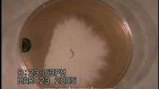 mycellium vs mold  agar  time lapse [upl. by Avonasac]