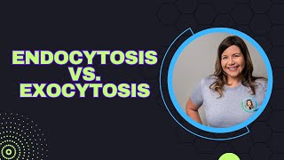 Endocytosis vs Exocytosis [upl. by Saucy]