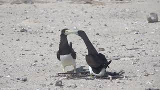 Brown Booby Sula leucogaster [upl. by Dorman504]