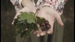 Ptaszkowie Śpiewali  Drzewa Muzyka dla dzieci [upl. by Sadiras]