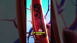 Fonctionnement du Cœur expliqué  Une Animation pour Comprendre [upl. by Avon]