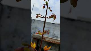 Pistia Plant [upl. by Acirem]