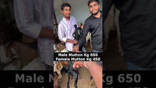 Golnaka Live Goat Rates happydussehra dussehra goats sheeps streetfood sheep viralvideo [upl. by Rosanne]