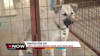 Soldier reunited with dog he adopted in Iraq [upl. by Oirottiv]