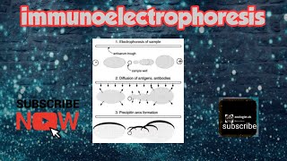 Immunoelectrophoresis [upl. by Tletski850]