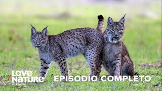 El Reino del LINCE IBÉRICO 🐈👂 Dehesa el BOSQUE del Lince Ibérico Episodio 1 [upl. by Kylander189]