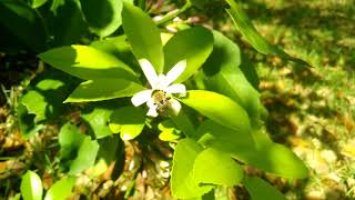 Lemon tree blossoms [upl. by Aynekat966]