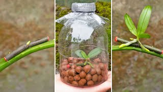 New Ideas How to grow super fast orchids from cuttings in plastic bottles amp aloe [upl. by Airreis]