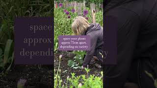 Top tips for planting your dahlias in the ground [upl. by Ahsets]