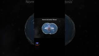 Cell Division  Mitosis Short Animation  cytology [upl. by Weiler]