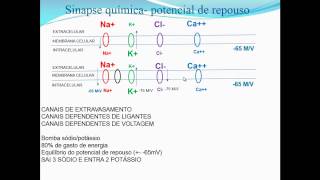 SINAPSES PARTE 1  POTENCIAL DE REPOUSO E CANAIS IÔNICOS [upl. by Eelahc]