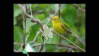 ciak ciak jos cocok untuk prangsang burung blajar jos dan macet [upl. by Bret]