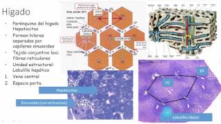 Histología sistema digestivo y glándulas [upl. by Qulllon559]