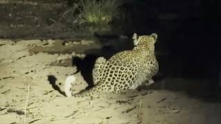 Two Leopard meals at Klaserie Private Nature Reserve [upl. by Baerman]