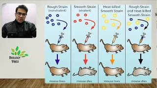 In search of Genetic Material  Griffith  Hershey–Chase  MacLeod–McCarty  English  NCERT [upl. by Akcirre]