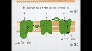 Cellandningen Biologi 2 [upl. by Dora860]