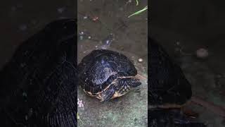 The Florida redbellied cooter or Florida redbelly turtle [upl. by Candida548]