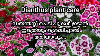 Dianthus  pencil cutter plant care malayalam  ഡയന്തസ്സ് ചെടി പരിചരണം [upl. by Jarrell]