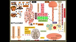 clostridium botulinum BOTULISMO [upl. by Budd]