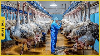 How Millions Of Ostriches Farm For Meat Skin And Eggs in China  Farming Documentary [upl. by Arhez]