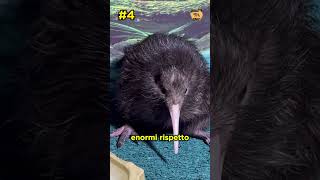 🥝 Alla SCOPERTA del KIWI 5 CURIOSITÀ da non PERDERE 🐦✨🥝 [upl. by Eisenstark365]