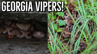 Copperhead Cottonmouth and Beautiful Timber Heat Wave Hiking for Vipers in Georgia [upl. by Alletsirhc45]