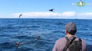 Pelagic Birding Trip  South Africa [upl. by Conover]