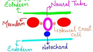 Neurulation formation of neural tube  during 3rd week of embryonic development [upl. by Yug]