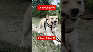 labrador dog play time labrador labradores dogplaying shortsfeed dogclothes [upl. by Eibloc]