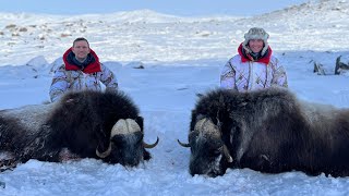 Musk ox hunting in Greenland  Jagt på moskusokse i Grønland  Jagd auf Moschusochsen in Grönland [upl. by Asille]