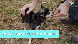 Potty Training a Puppy 6 Steps for Quick Learning [upl. by Alleyn113]