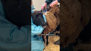 Sheep with overgrown wool gets a haircut [upl. by Orr]