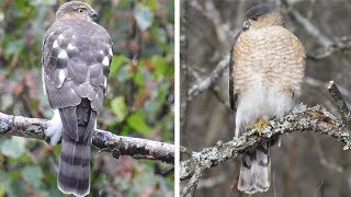 Sharpshinned Hawk [upl. by Milda]