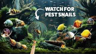 Best Snails for the Beginner Aquarium Fish Tank The Good The Bad and The Pests [upl. by Analad]