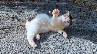 Nemo the cat catches PEBBLES with slow motion oreothecat [upl. by Nois]