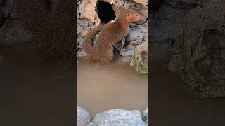 mongoose hunts cassava Tropical Forest Bees mongoose [upl. by Hayilaa]