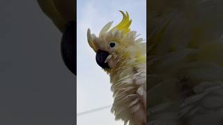 Cockatoo  Bird Paradise Singapore [upl. by Rebmat]