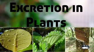 Homeostasis  Excretion in Plants [upl. by Mella745]