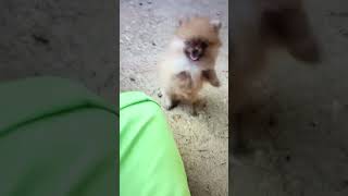 tiny pomeranian puppy barking sounds cute [upl. by Roi]