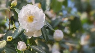 How to Grow Camellias  Mitre 10 Easy As Garden [upl. by Ojela185]