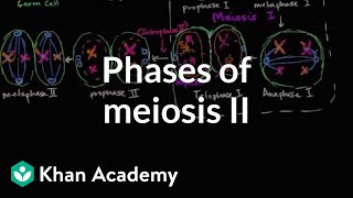 Phases of meiosis II  Cells  MCAT  Khan Academy [upl. by Haelam]