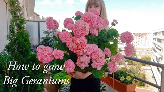 How to Grow Big Geraniums  Complete Careguide [upl. by Mendel]