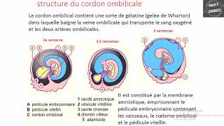 Physiologie du cordon ombilical [upl. by Danika798]