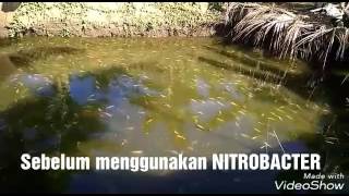 Nitrobacter di kolam ikan nila tanpa air mengalir [upl. by Goodden]