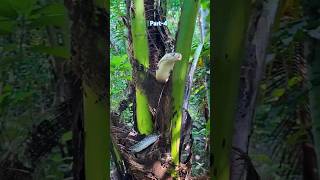 The snake was in a hole in a coconut tree and they rescued it Part4 poisonous nature snake [upl. by Aehta]