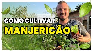 COMO CULTIVAR MANJERICÃO  Conheça 12 tipos diferentes dessa hortaliça [upl. by Lledniw561]