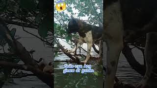 ingatan mo Sarili mo g doglover viralvideo [upl. by Annasoh]