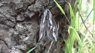 Huge Witchetty Grub Moth [upl. by Nolyag]